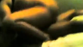 Indian Neighbor Aunty Loves Young Cock
