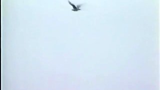 Busty Amateur Milf Wife Blowjob With Anal Fisting And Fucked