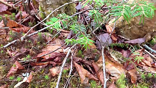 Pussy Pissing Water on the Rock