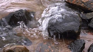 Brunette Pussy Temptations - Bloom Lambie