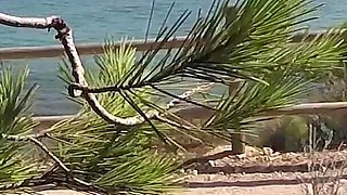 Dick Flash - I Pull Out My Cock in Front of a French Girl... Beach Path and She Helps Me Cum in Mounth Caught!!!
