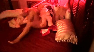 Amateur Doggystyle Hidden Cam