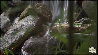 A Seductive Asian Brunette In Underwear Satisfies Her Partner With Her Tongue And Pussy