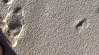 Comparing Size 16 Feet to Sand Prints at the Beach