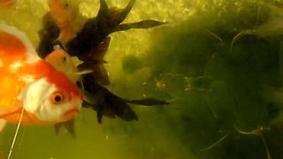 Hot blonde sotckings blowjob anal fuck vintage