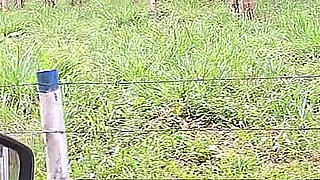 Flash Cock to a Girl in the Car!